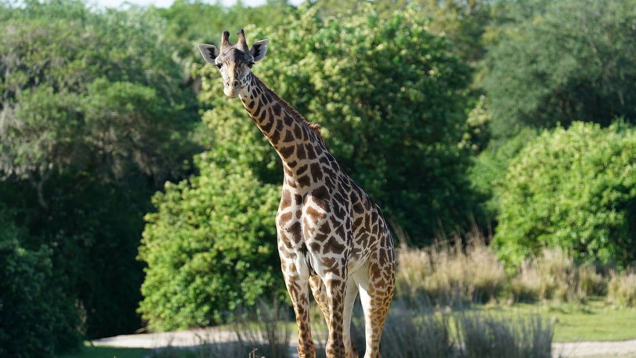 Giraffe Jam