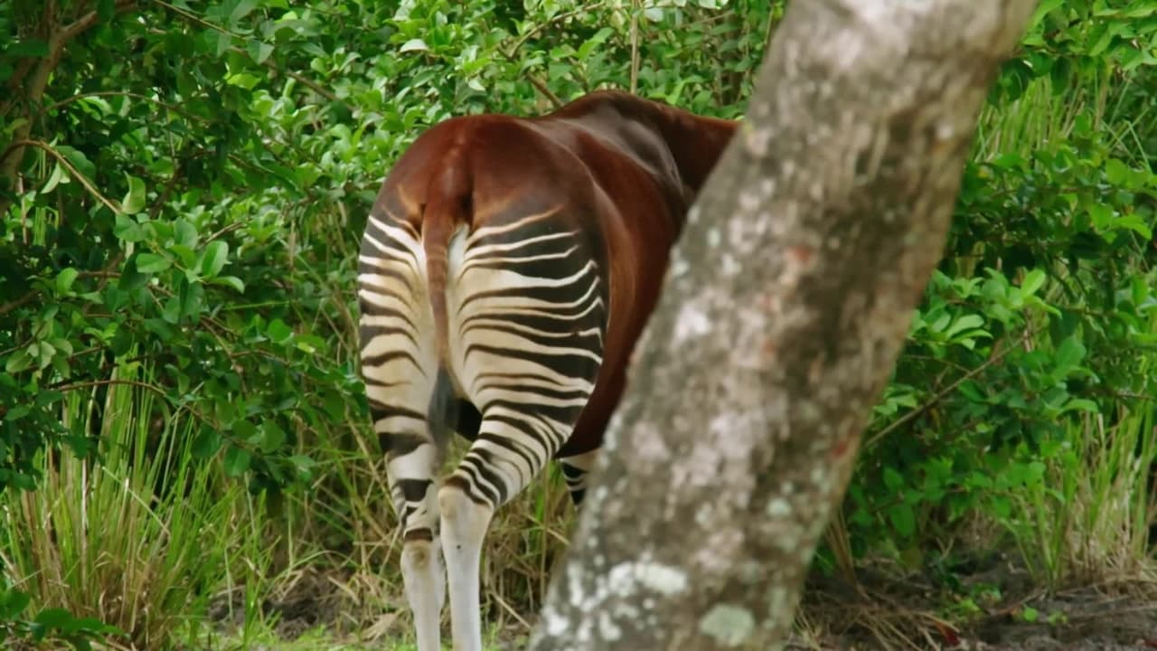 Okapi Bundle of Joy
