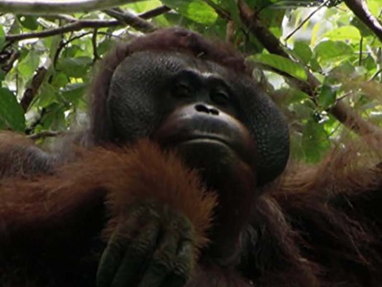 Borneos Tropical Rainforest