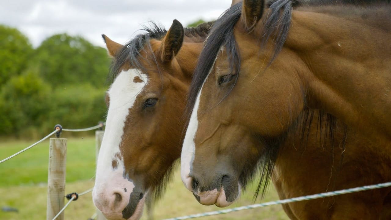 Melplash Show