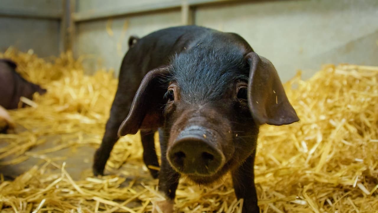 Royal Welsh Show  Pigs