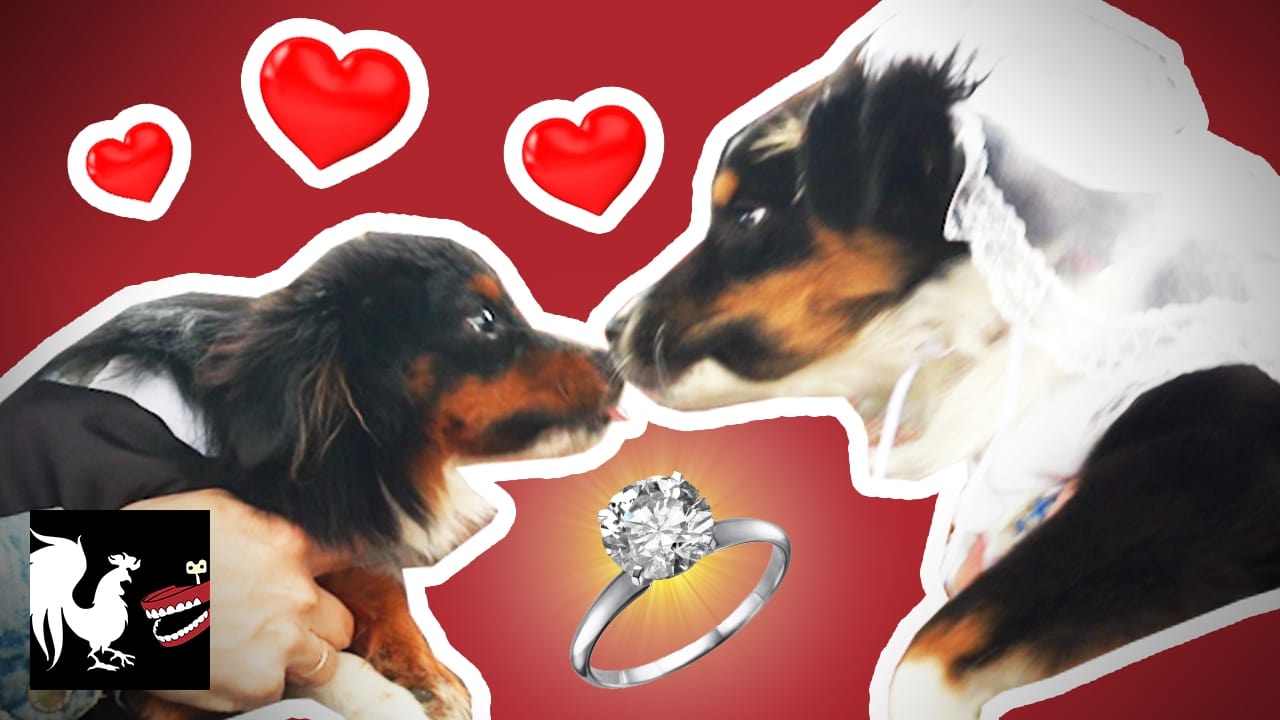 Dog Wedding The Dumbest Thing Weve Ever Done
