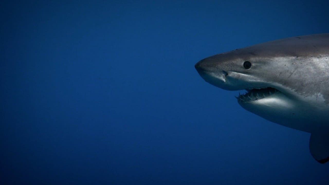 Secrets of the Killer Mega Shark