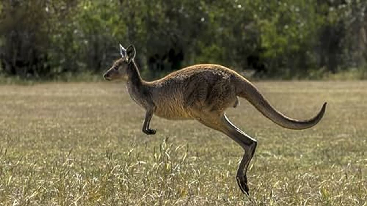 Time Telling Dogs and Kangaroo Hops