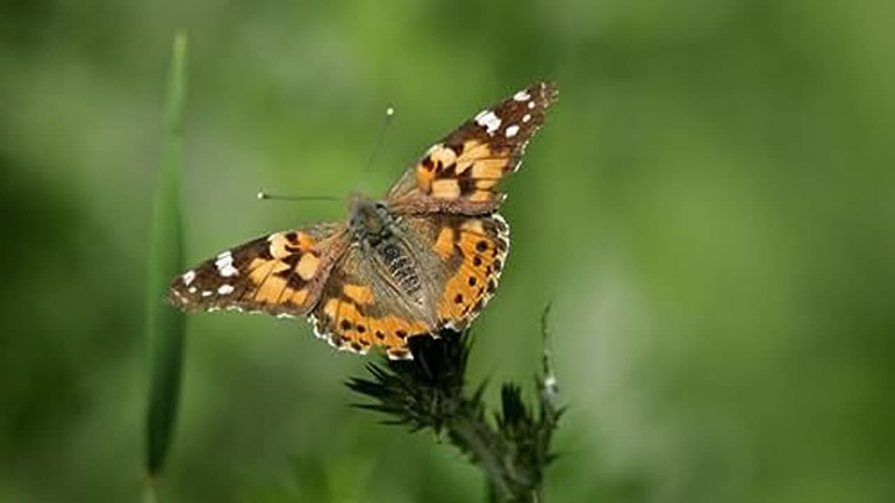 Acrobatic Cats and Butterfly Wings