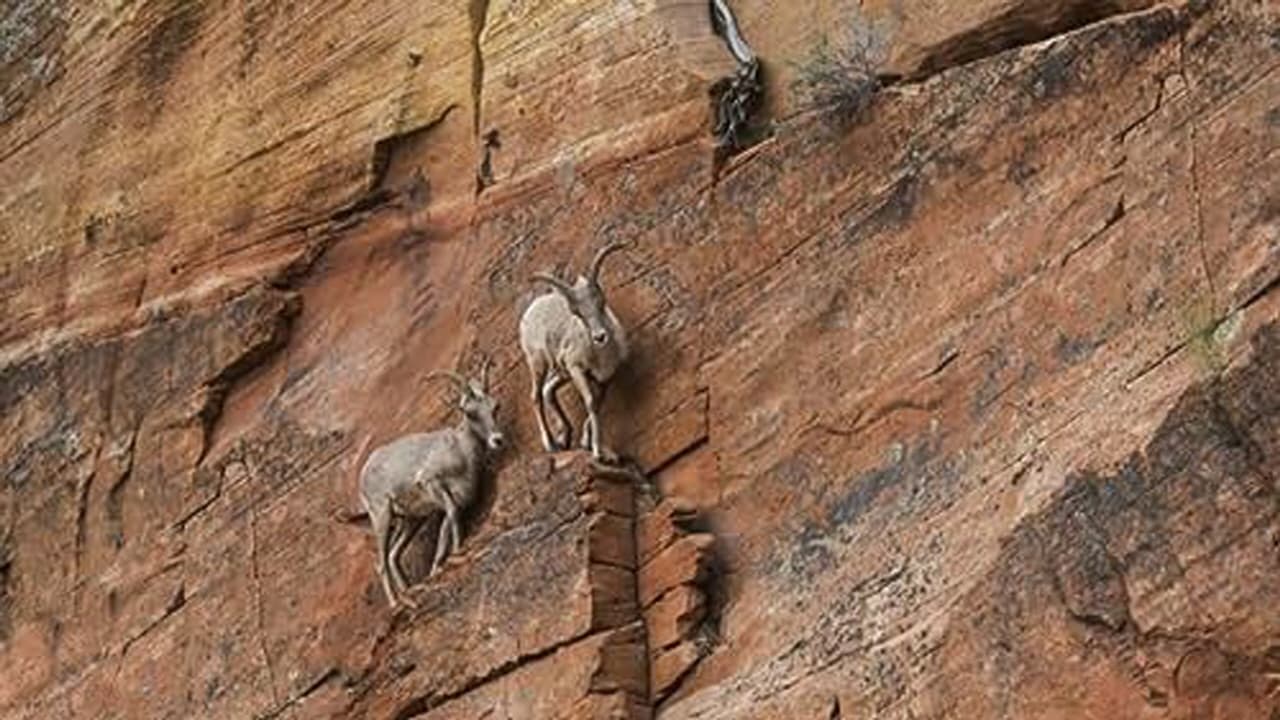 Climbing Goats and Bird Flocks