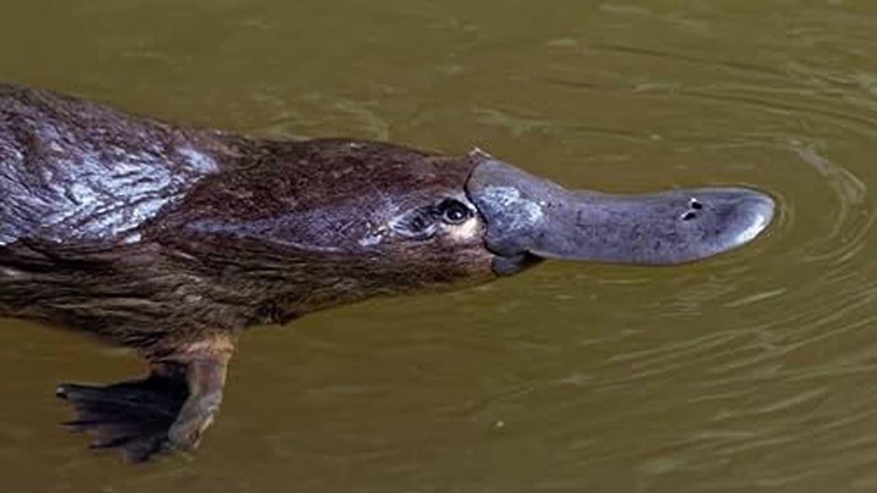 Puppy Dog Eyes and Weird Platypus