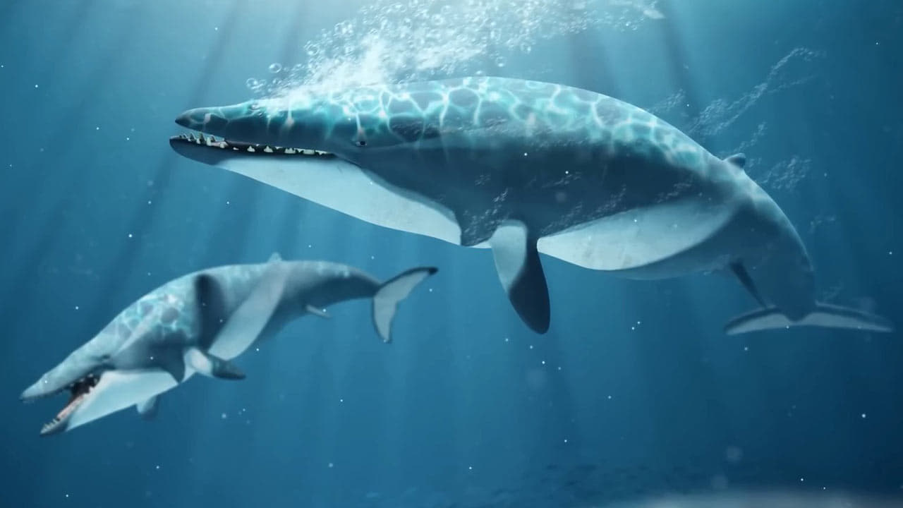 How Whale Evolution Kind Of Sucked