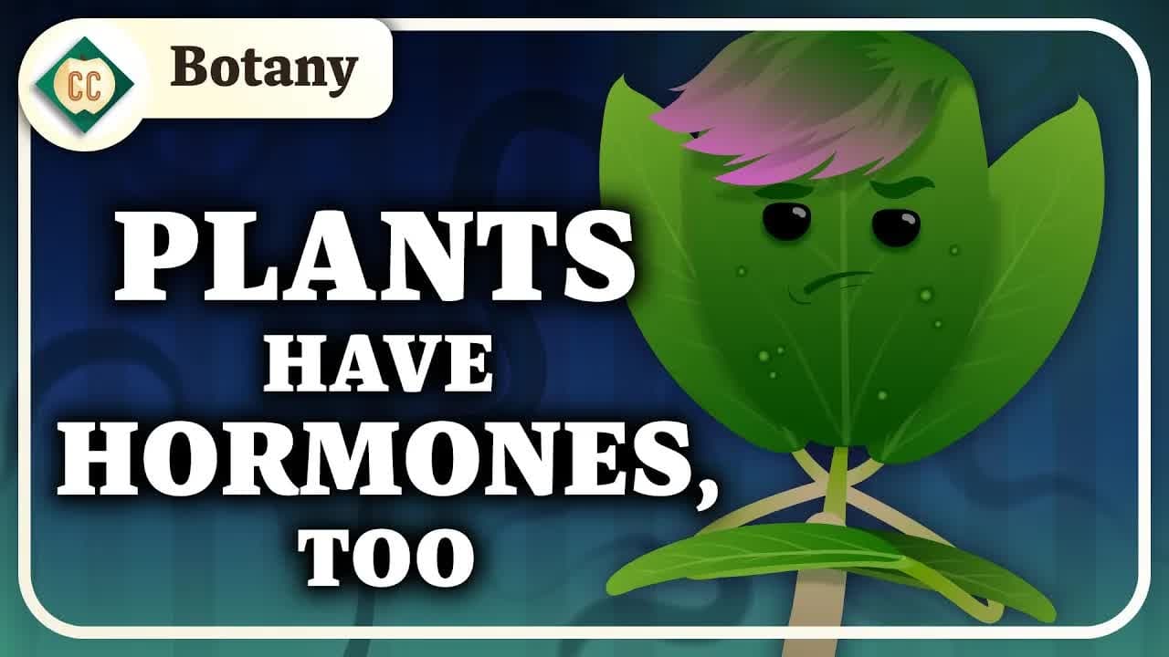 Plant Cells  Hormones