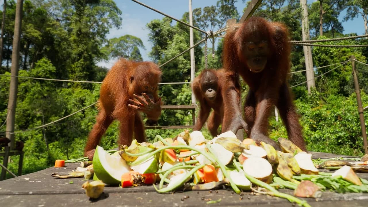 Orangutans