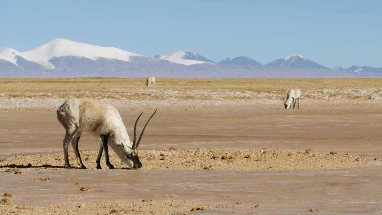 Tibetan Antelope Mysterious Migration