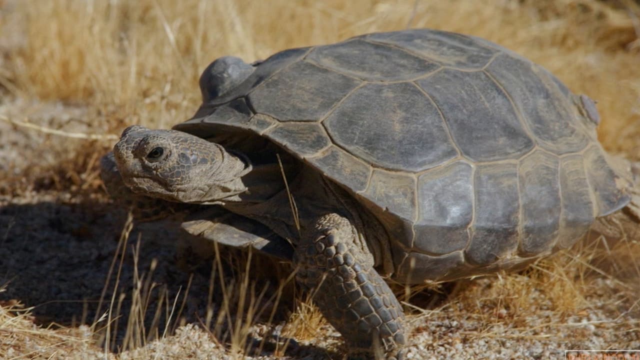 DesertDwelling Tortoises