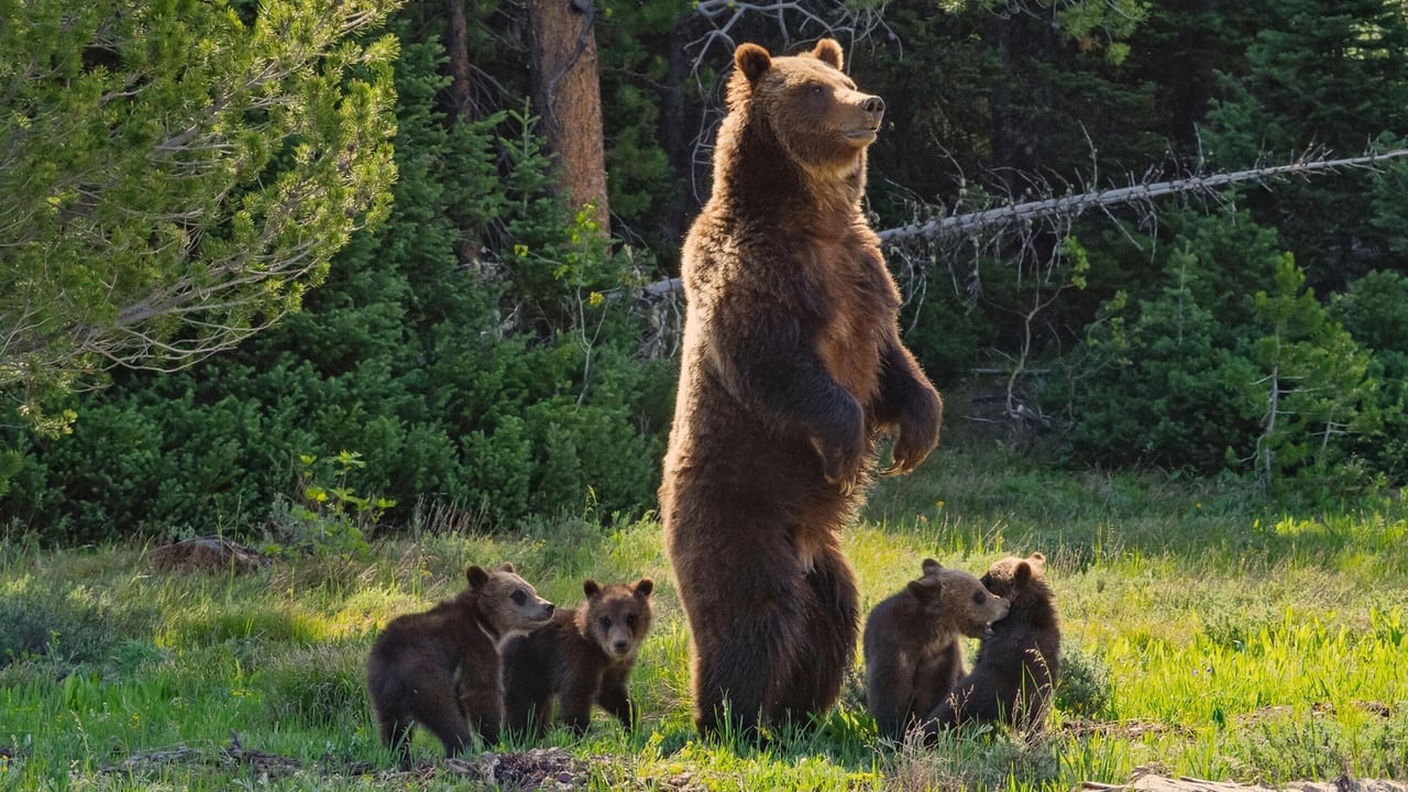 Grizzly 399 Queen of the Tetons