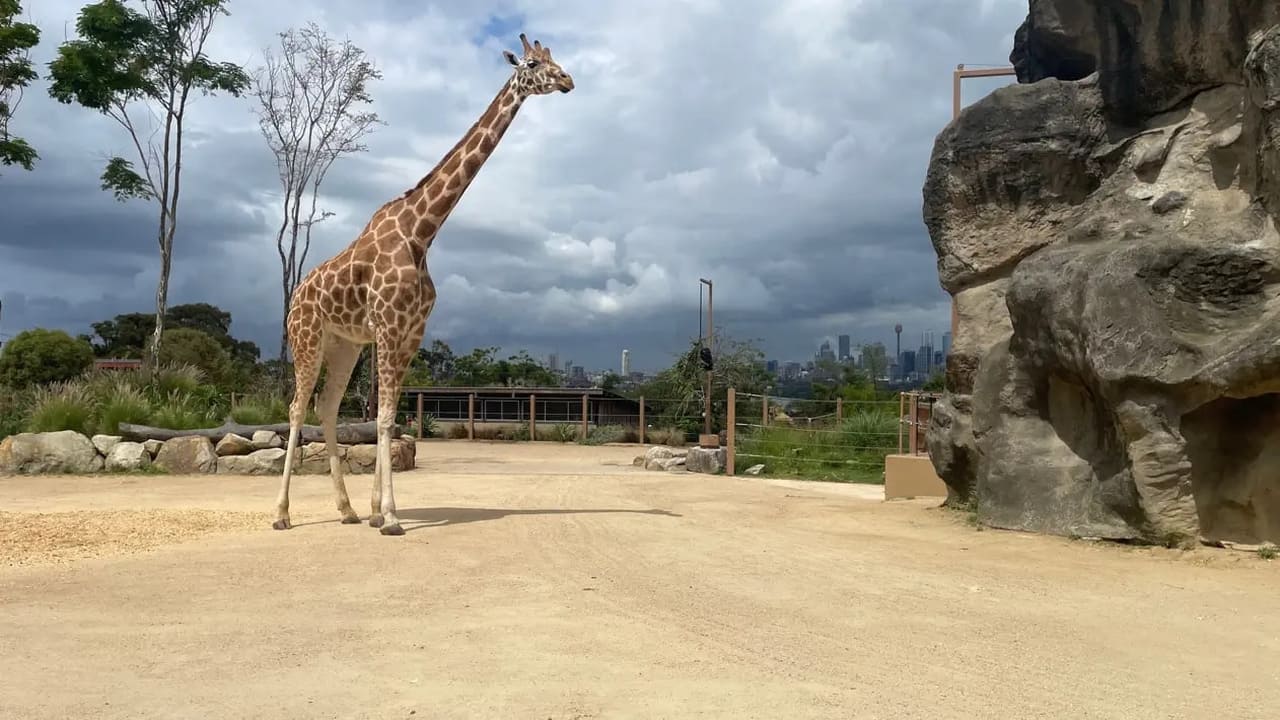 Giraffe Jimiyu