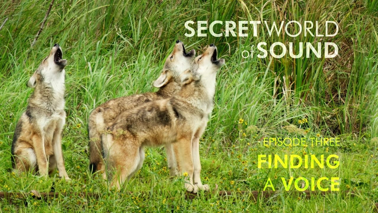 Secret World of Sound Finding a Voice