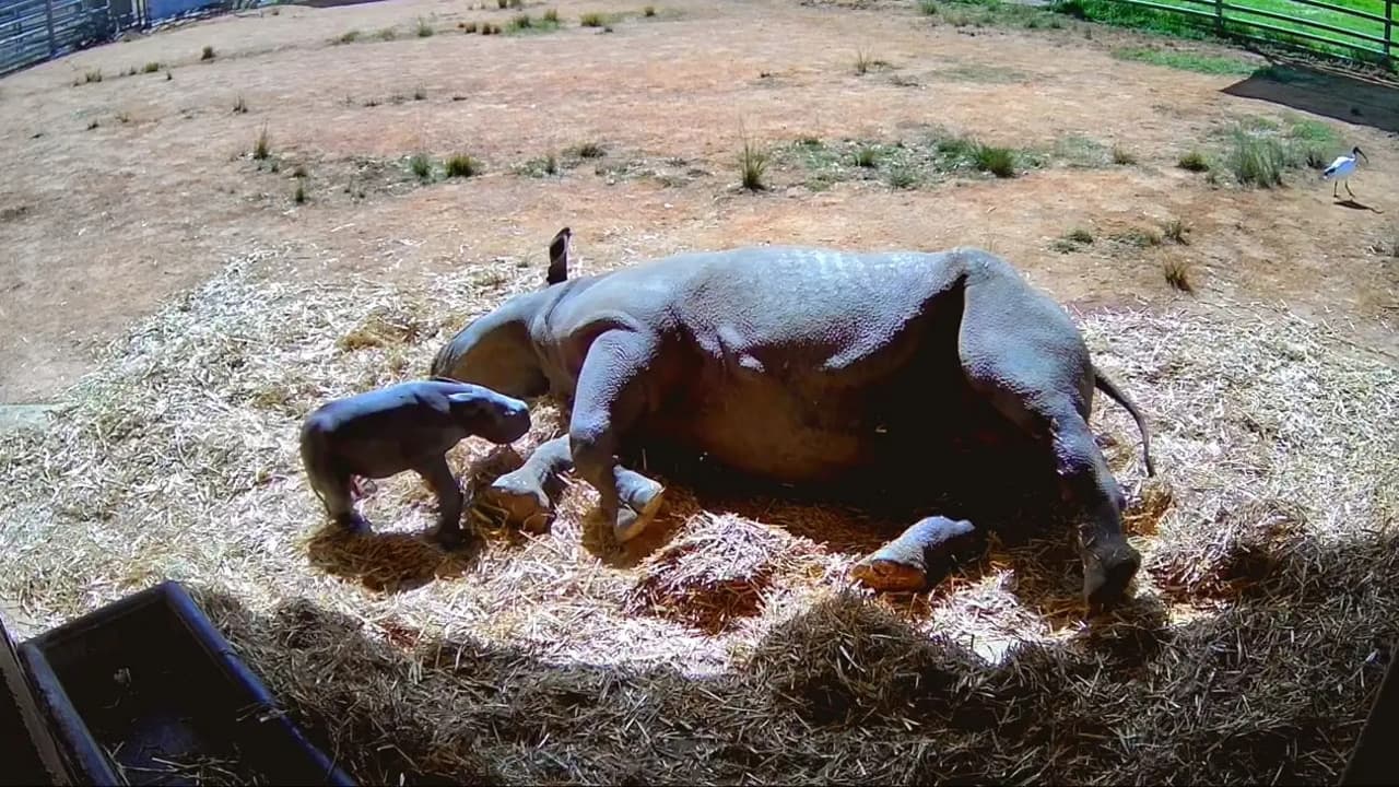 Black Rhino Birth
