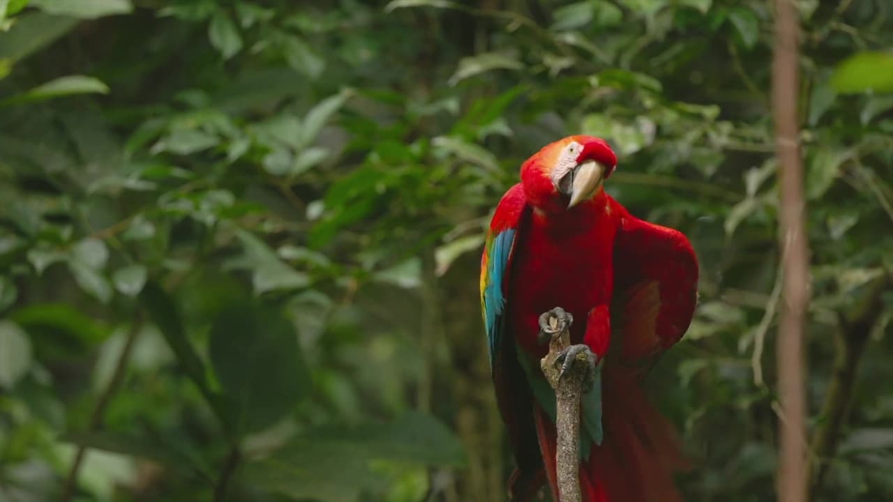 From the Amazon to the Andean Peaks