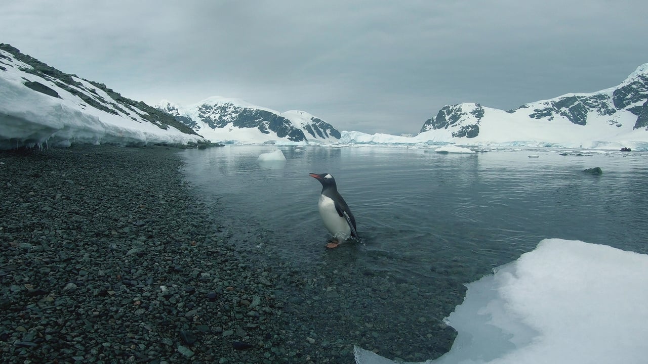 A Penguin Proposal