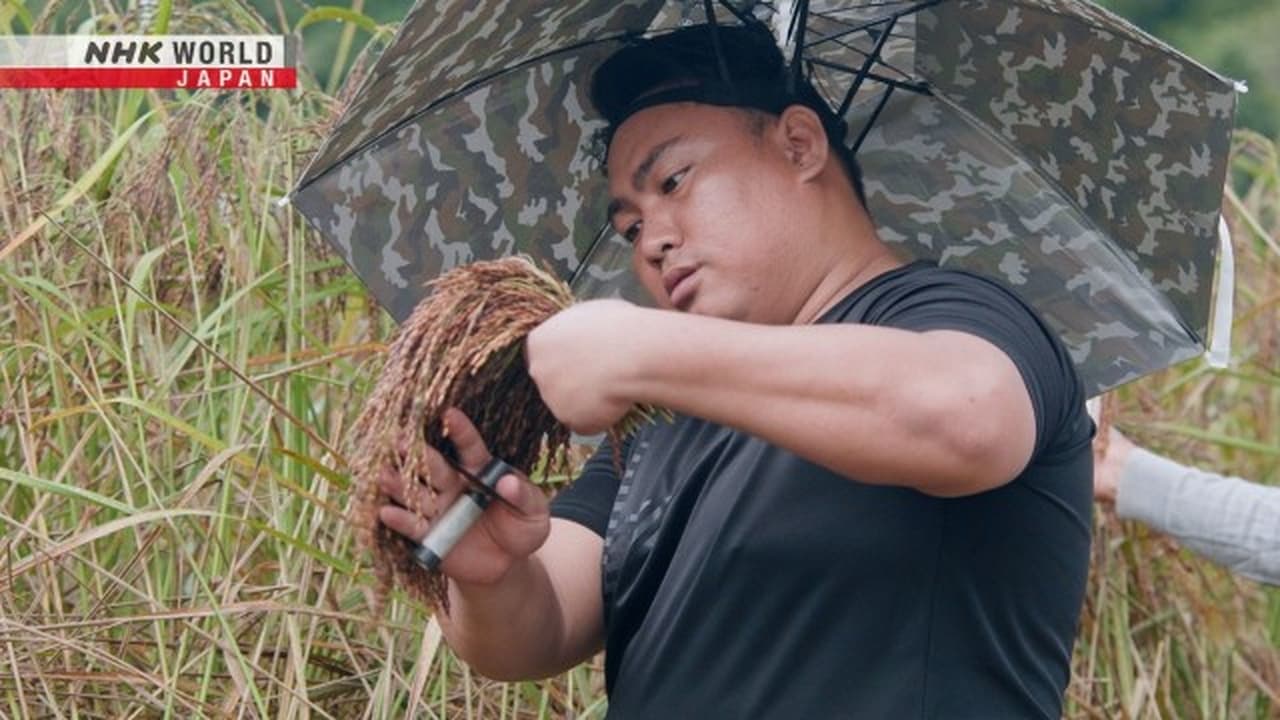 Rice Heritage Revival North Borneo Malaysia