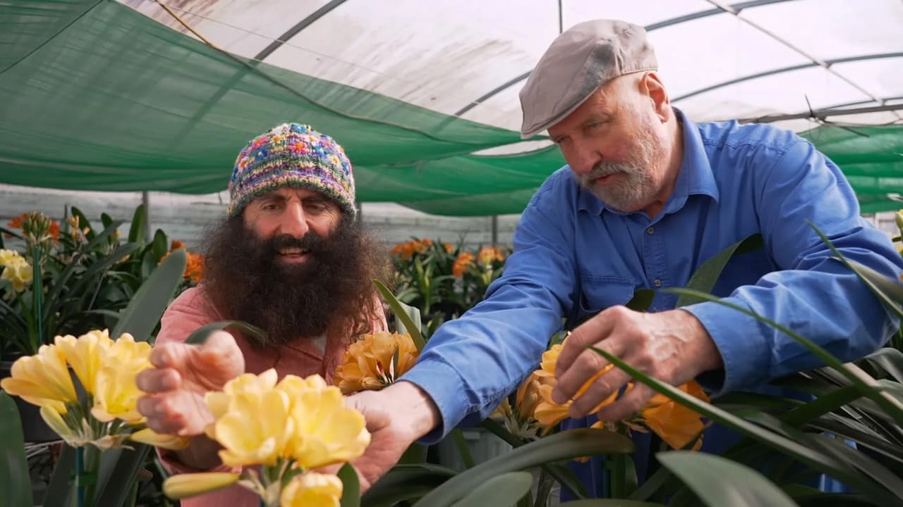 Episode 20 Winter Colourful clivias  pretty proteas