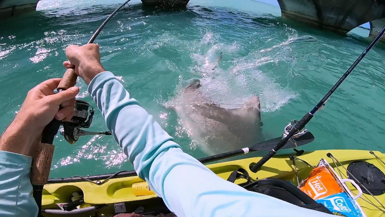 Caught When Sharks Attack