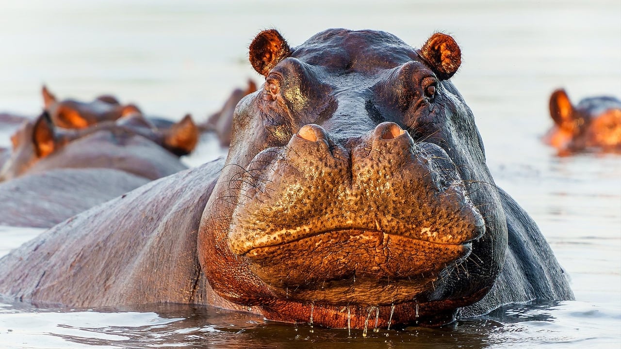 Very Hungry Hippos