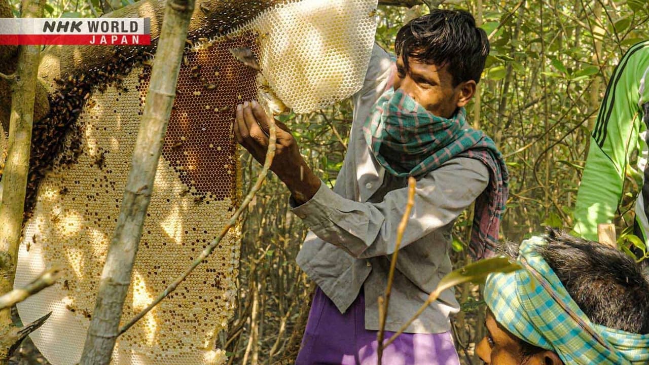 The Honey Hunters of Bangladesh