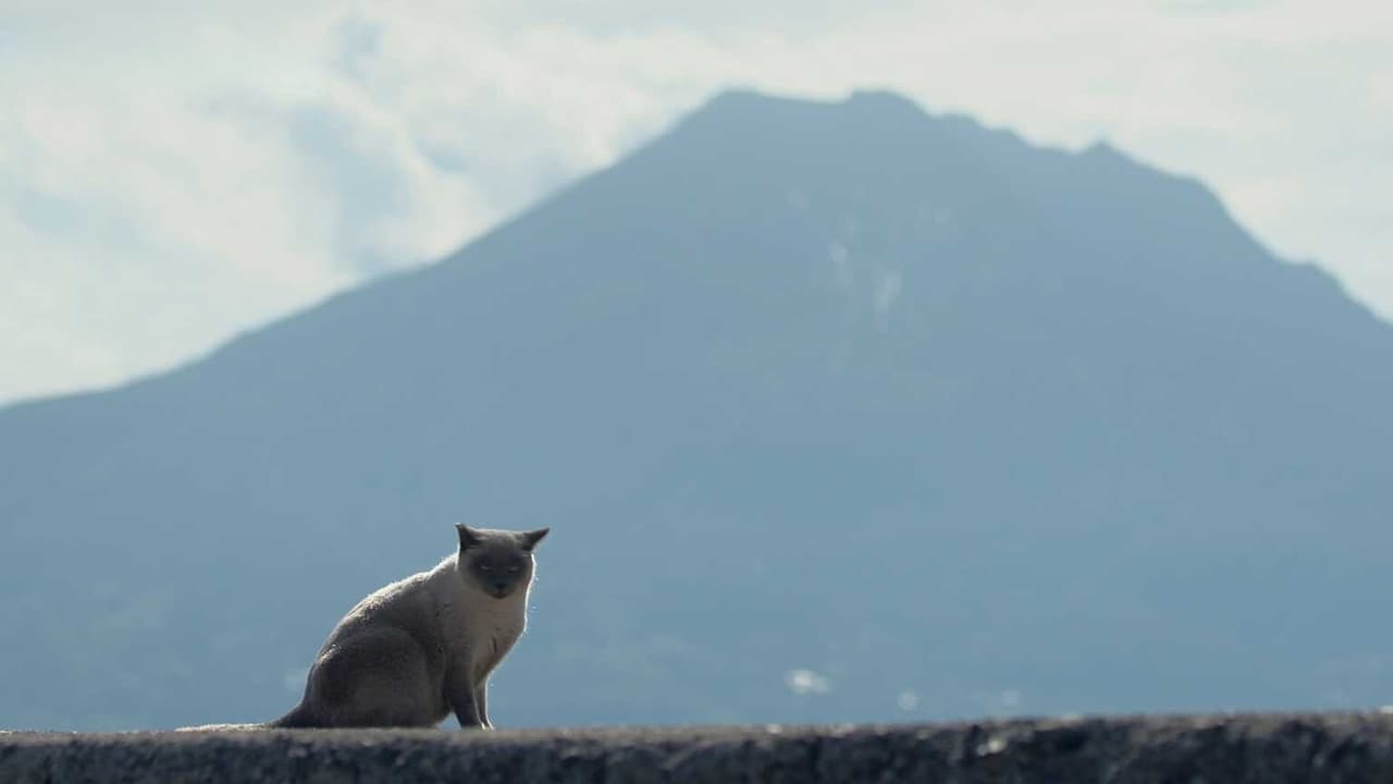 Kagoshima A Turtle Tea Fields and Cats