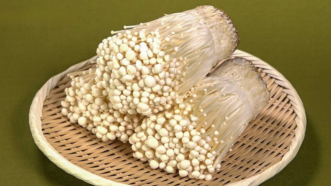 ENOKI