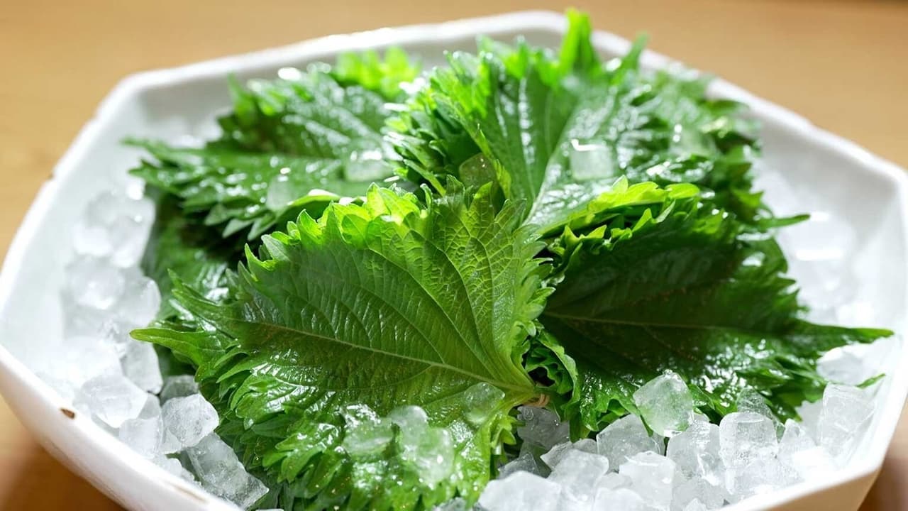 SHISO