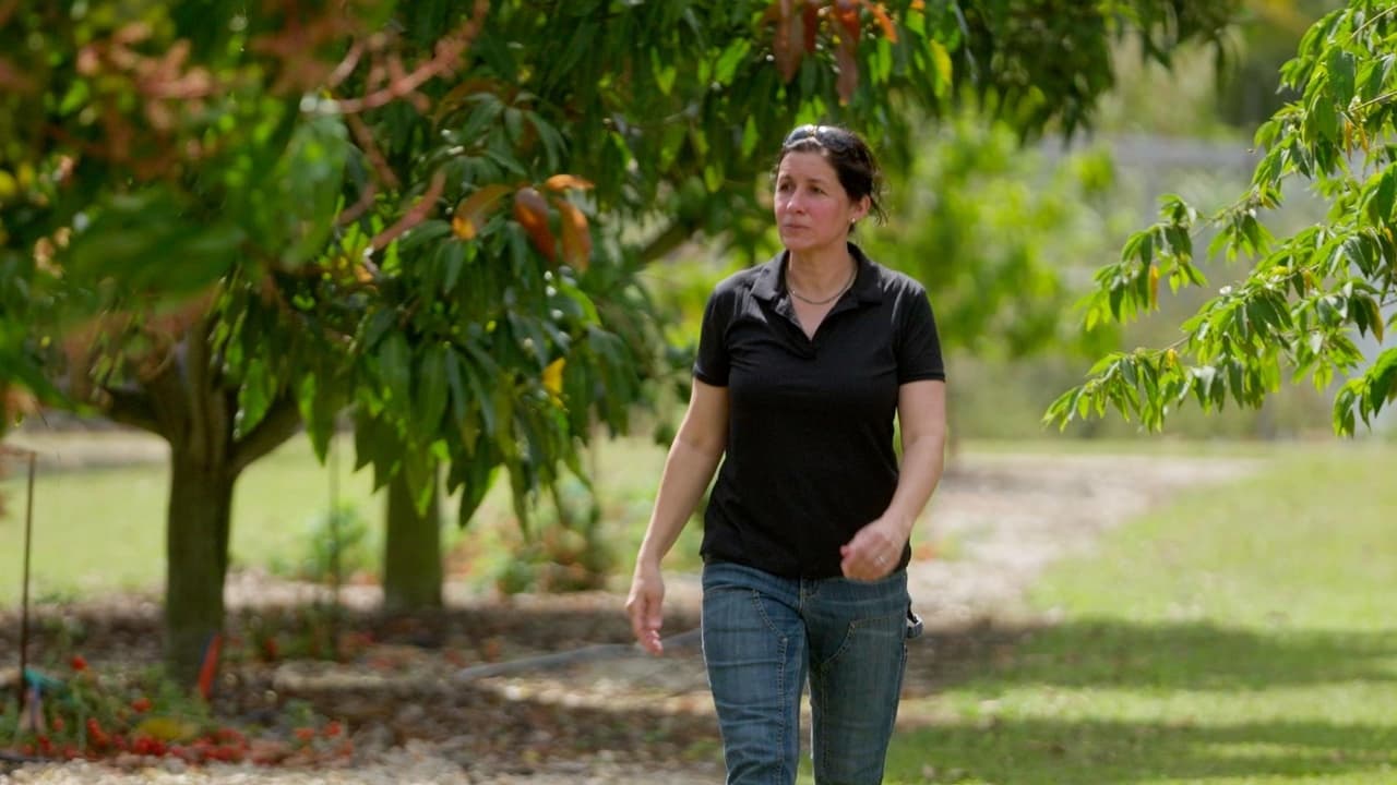 Florida Trees Smart Lighting