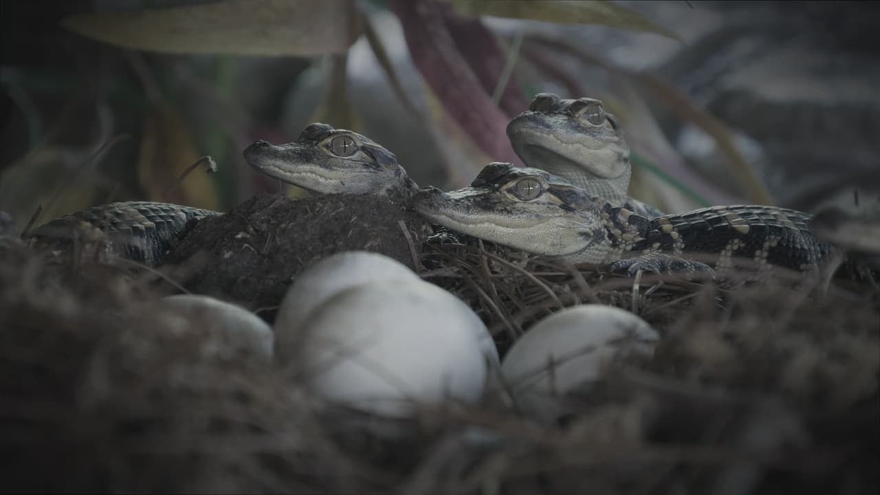 Gator Gauntlet