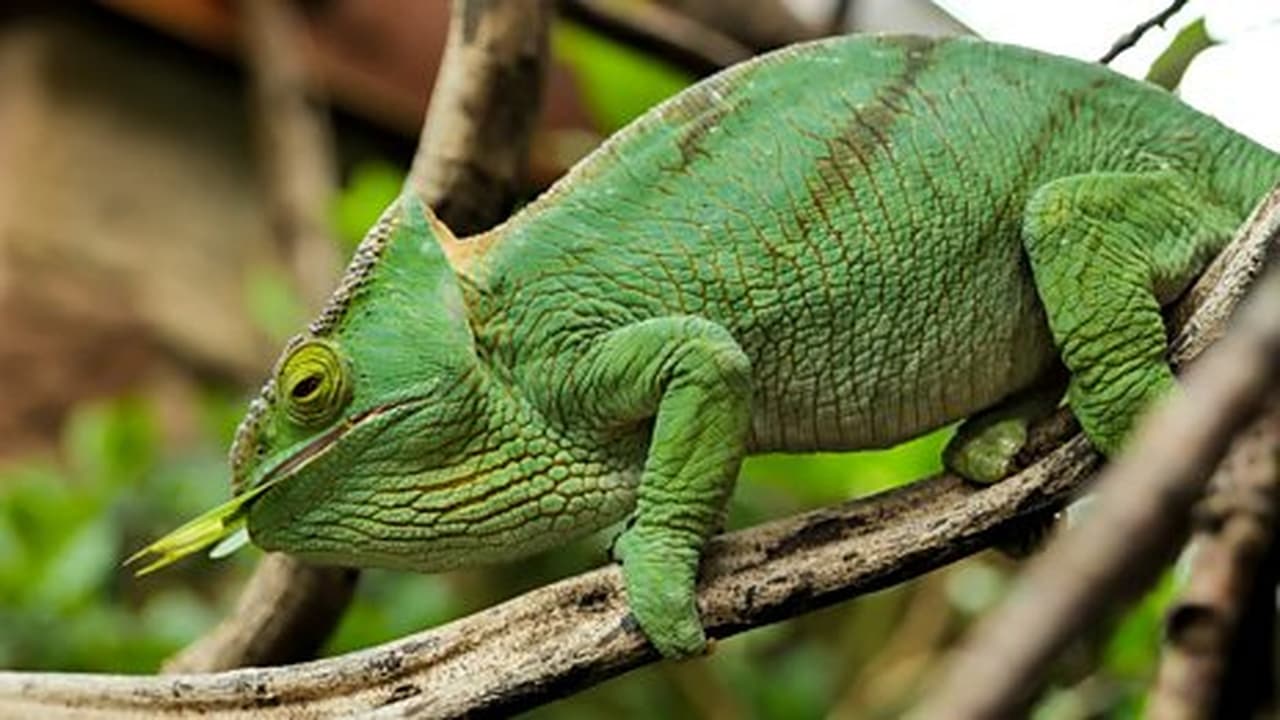 Komodo and Chameleon