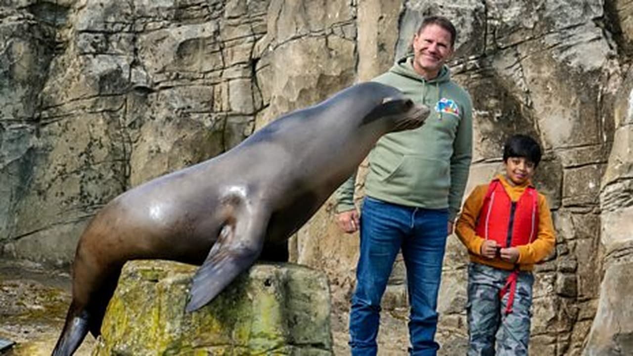 Sea Lion and Capybara