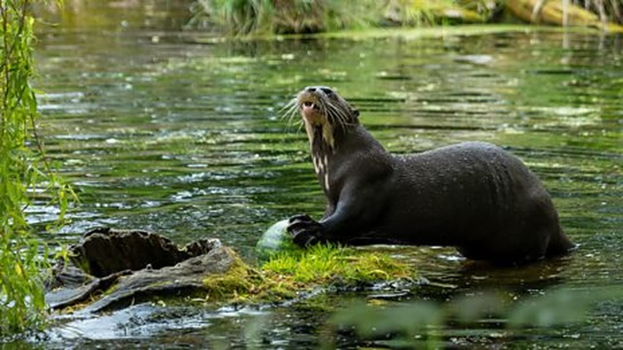 Baboon and Giant Otter