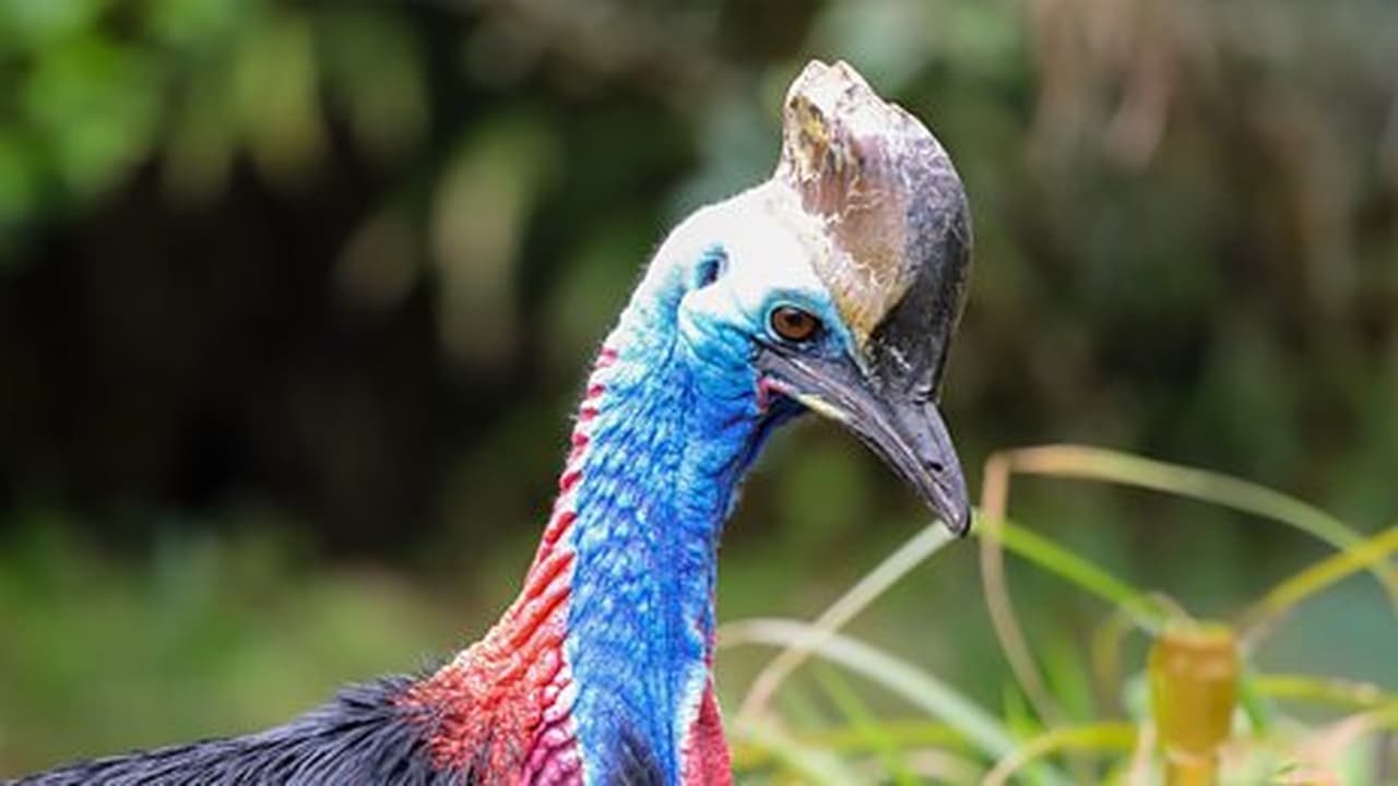 Cassowary and Gharial