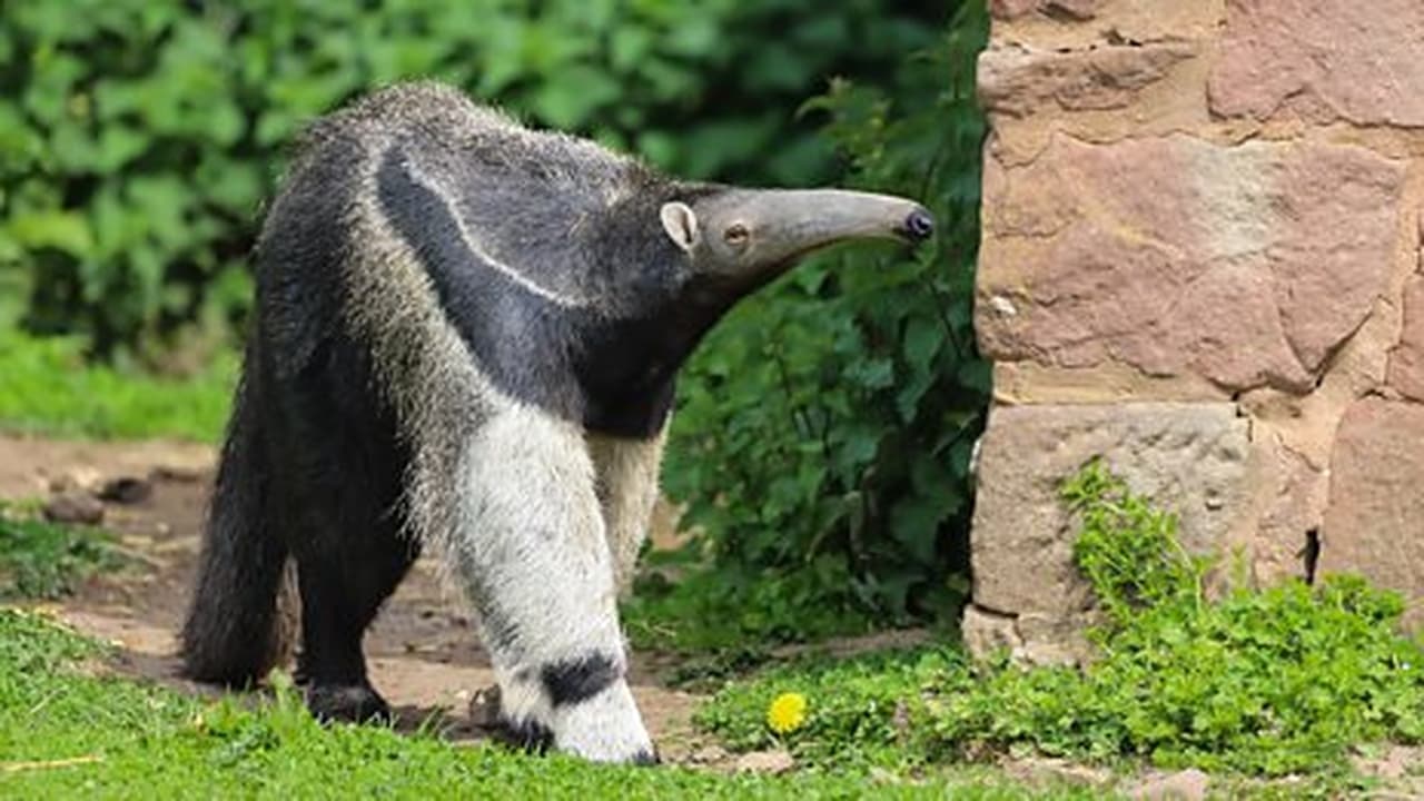 Giant Anteater and Chimpanzee