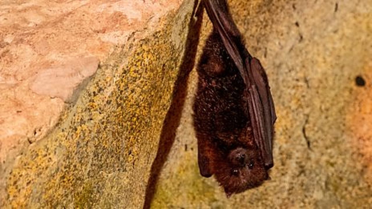 Barn Owl and Bats