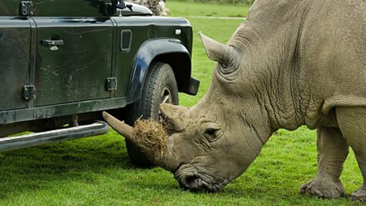 Rhino and Hissing Cockroach