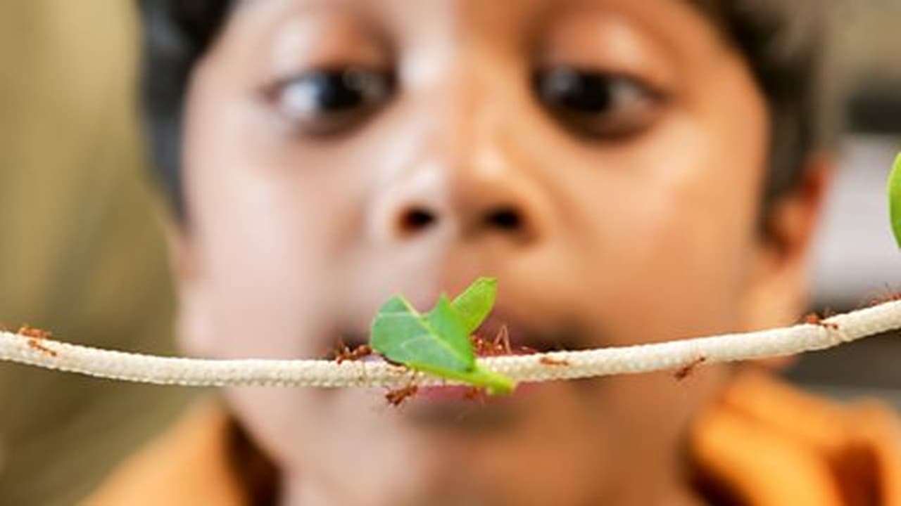 Harriss Hawk and Leafcutter Ant