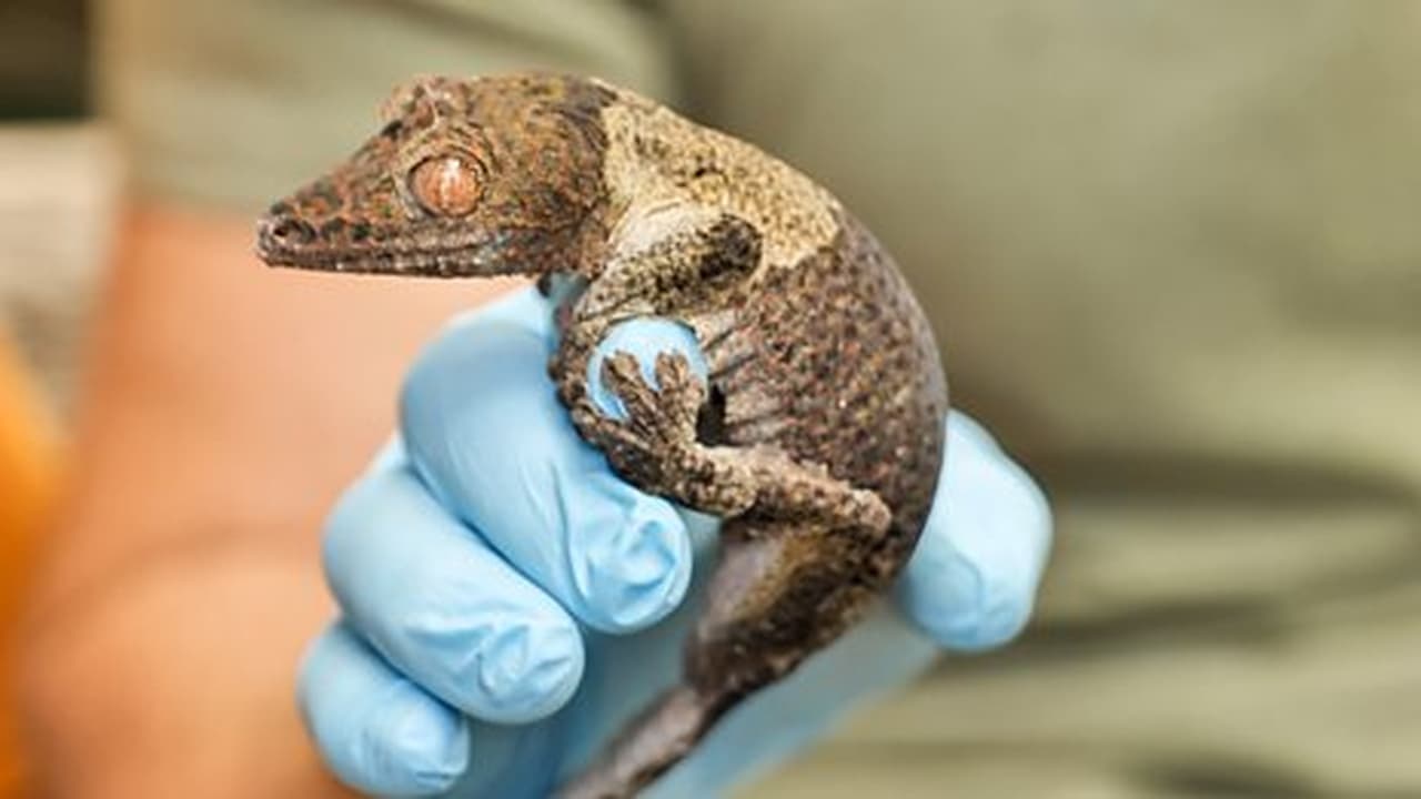 Fossa and Gecko