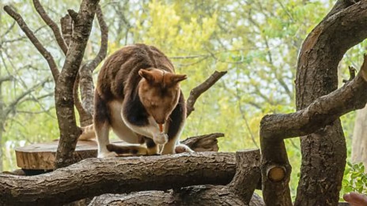 Tree Kangaroo and Seahorse