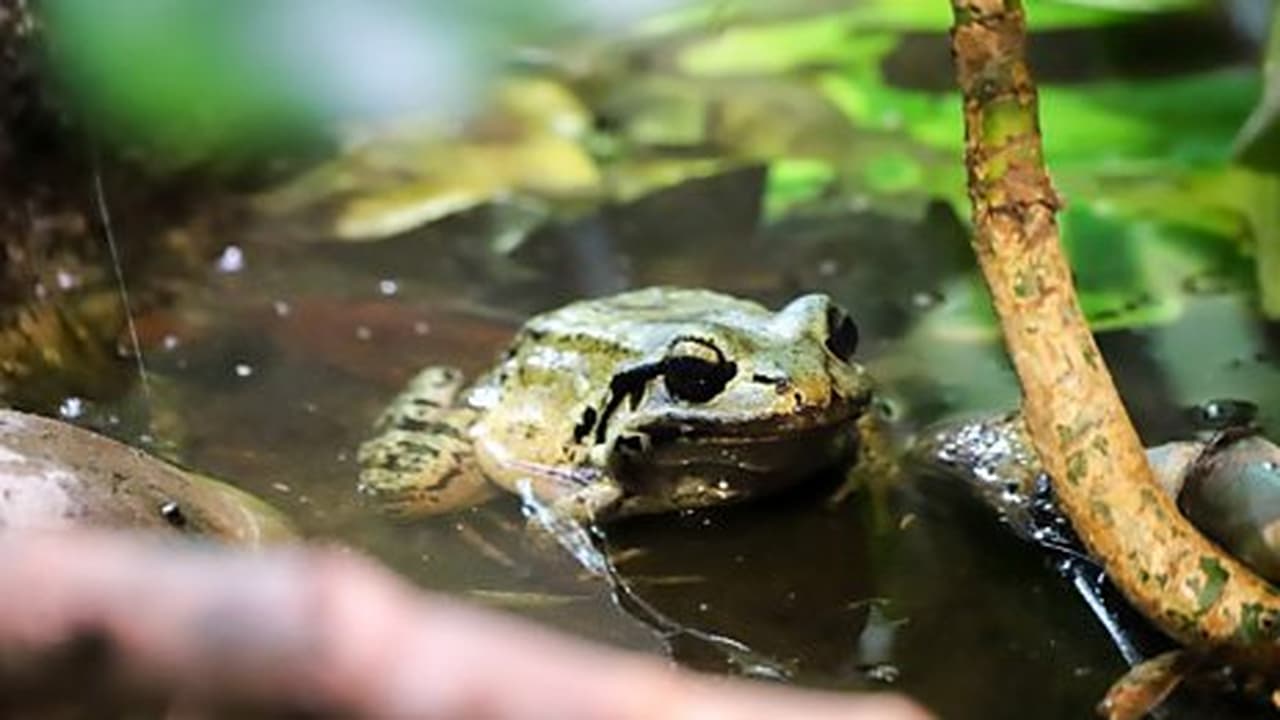 Lion and Chicken Frog