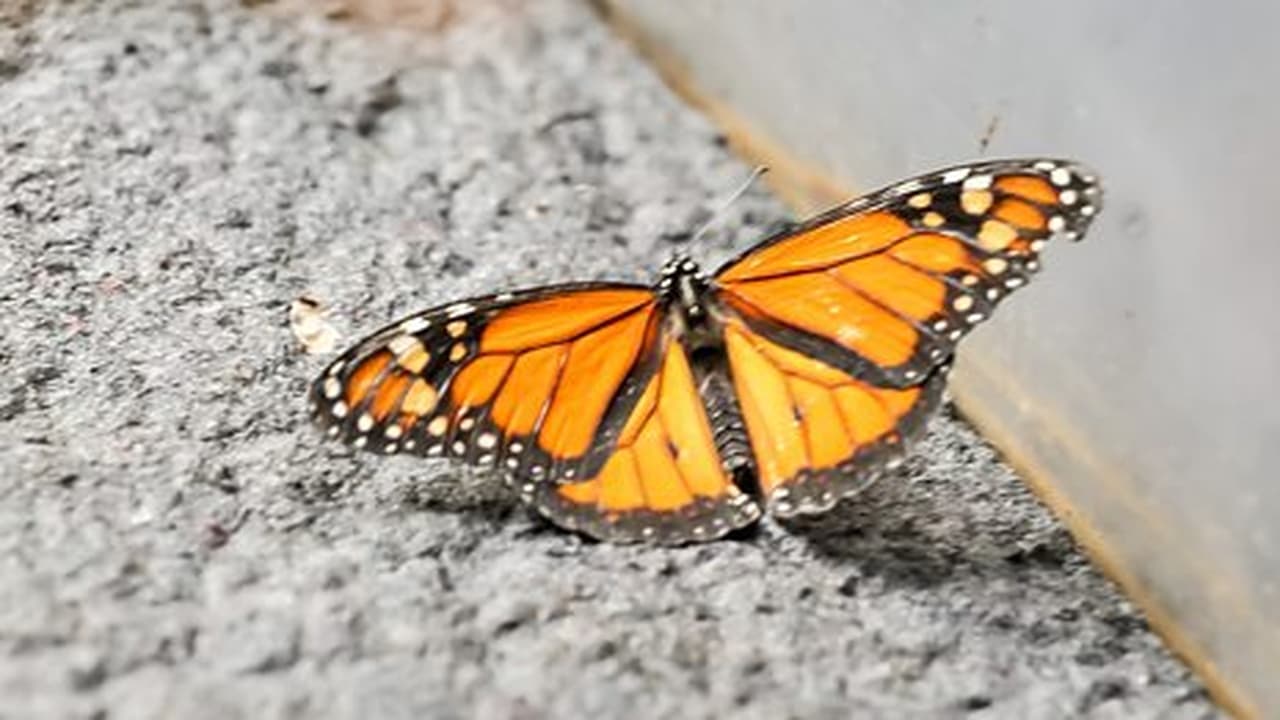 Wildebeest and Monarch Butterfly