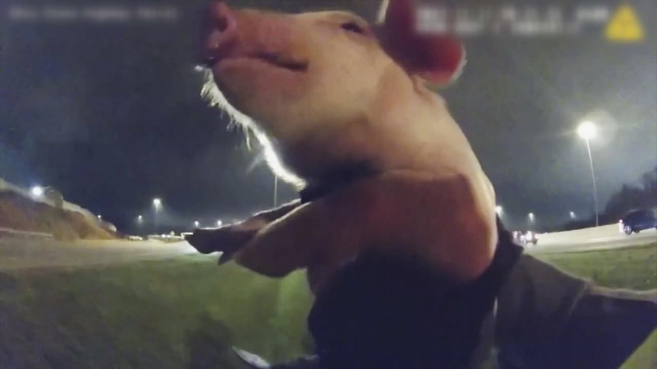 Pigs on the Highway