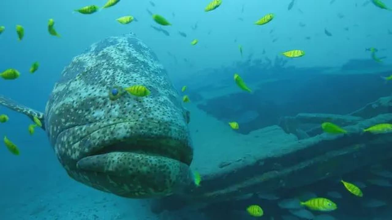 Providencia  March of the Crab