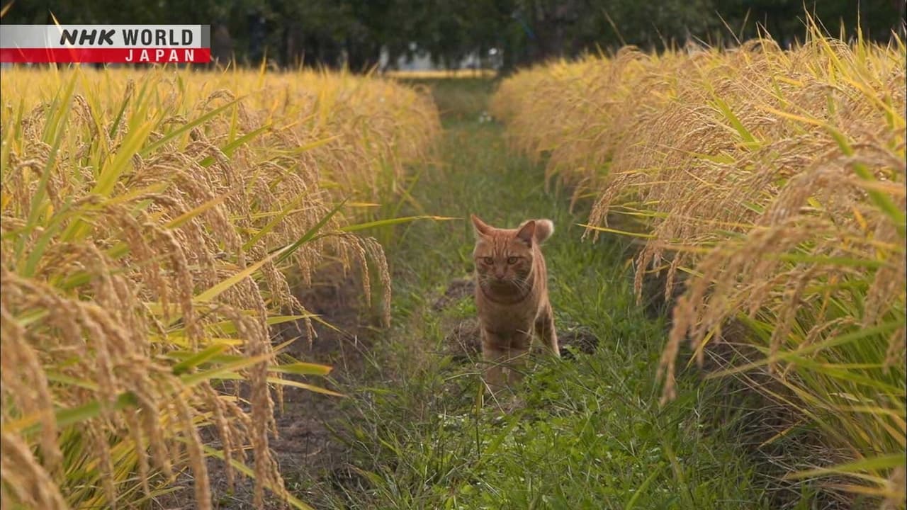 Tsugaru A Playful Autumn