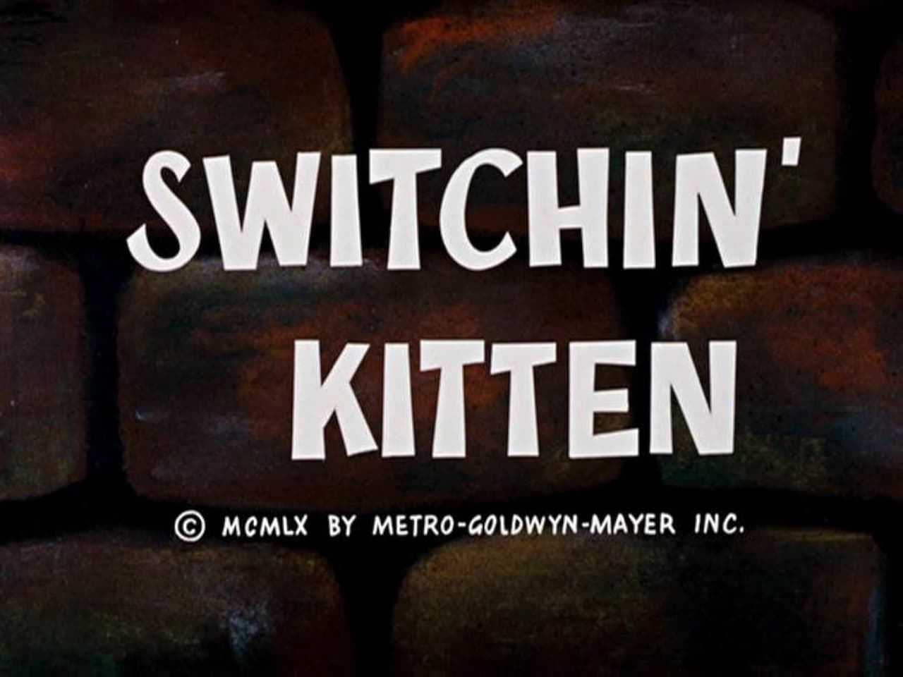 Switchin Kitten