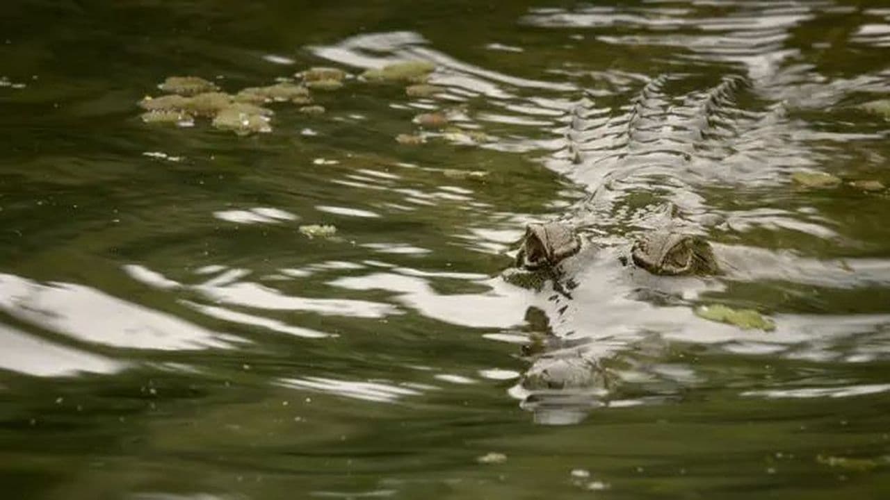 Wetlands