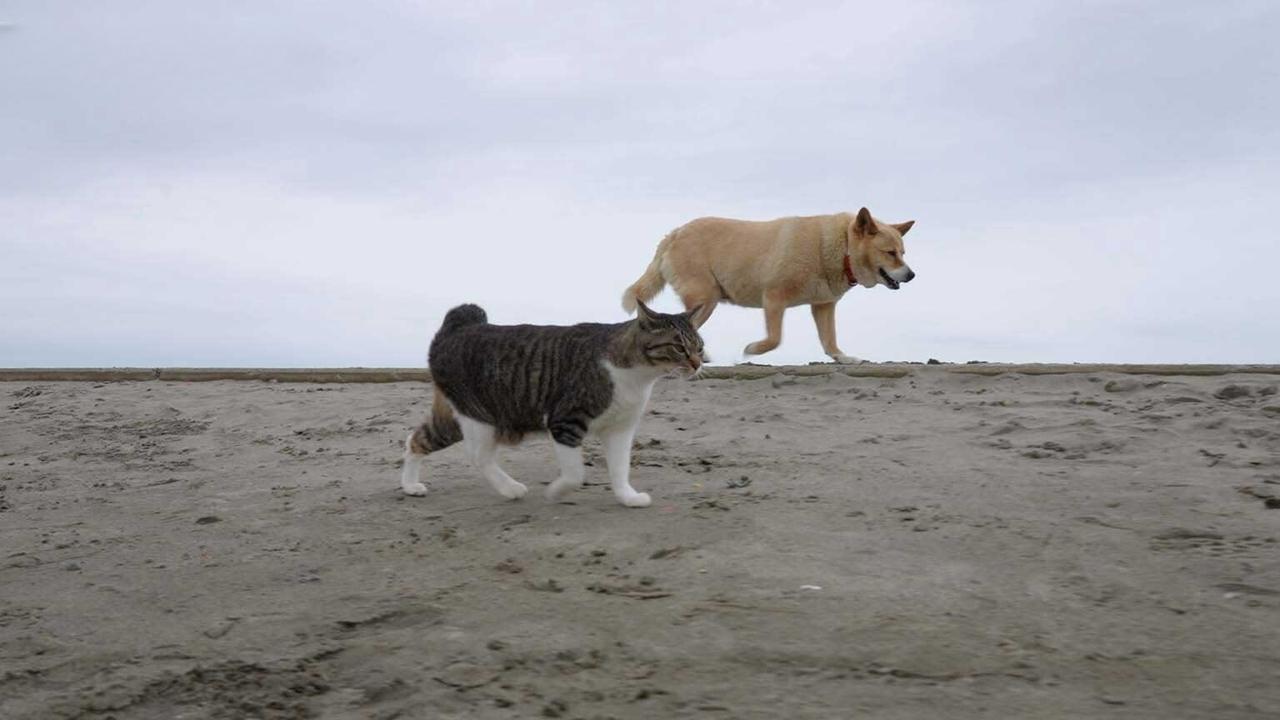 Ibaraki Cats in a Surfers Paradise